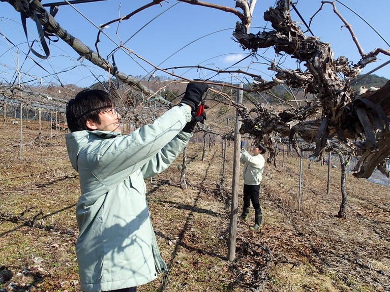 任期終了後の地域定着率75％！ SMOUTを使って移住した岩手県花巻市の地域おこし協力隊、副業歓迎『ぶどう農業 × ○○ 』募集から考える、新しい自分と出会う方法
